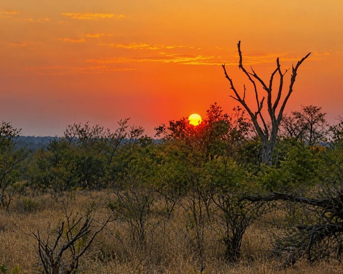 A sunset over a savanna landscape with dry grass and scattered trees. 3