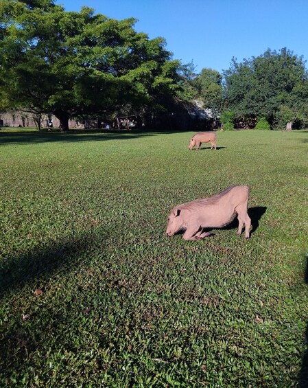 Picture 3 for Activity From Kruger: 3-Day Eswatini Wildlife & Cultural Tour 2
