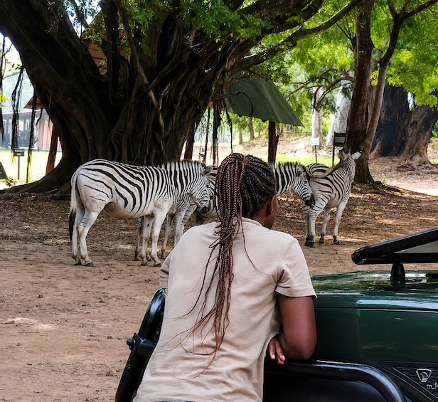 A person in a vehicle observing zebras under a large tree. 1