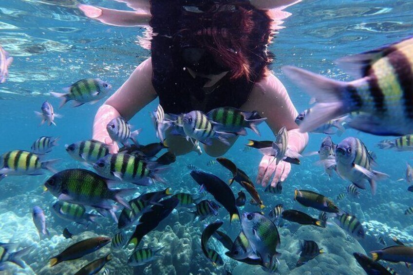 A person swimming underwater surrounded by tropical fish. 2