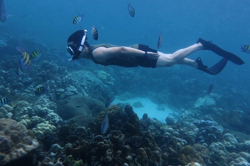 A person scuba diving with fins and a mask, surrounded by coral and fish. 3