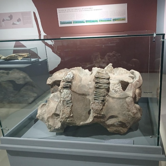 A fossil display case with a large, segmented fossil structure. 4