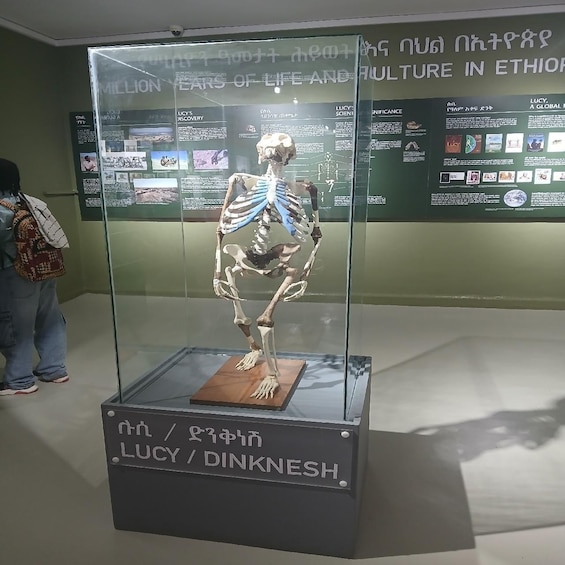A skeleton exhibit labeled 'Lucy / Dinknesh' in a museum. 2