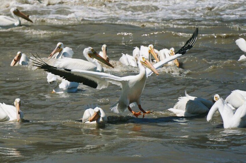 A pelican with its wings spread, surrounded by other pelicans in the water. 3