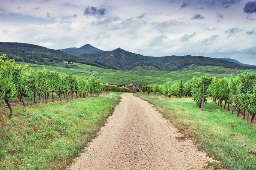 Discover the Alsace Vineyards around Colmar 1
