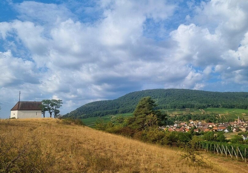 Picture 5 for Activity Independent live guide: Vineyard walk, cellar & 6 Alsace wines - near Colmar 2