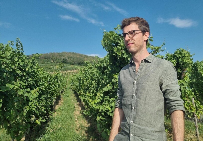 Independent live guide: Vineyard walk, cellar & 6 Alsace wines - near Colmar 1