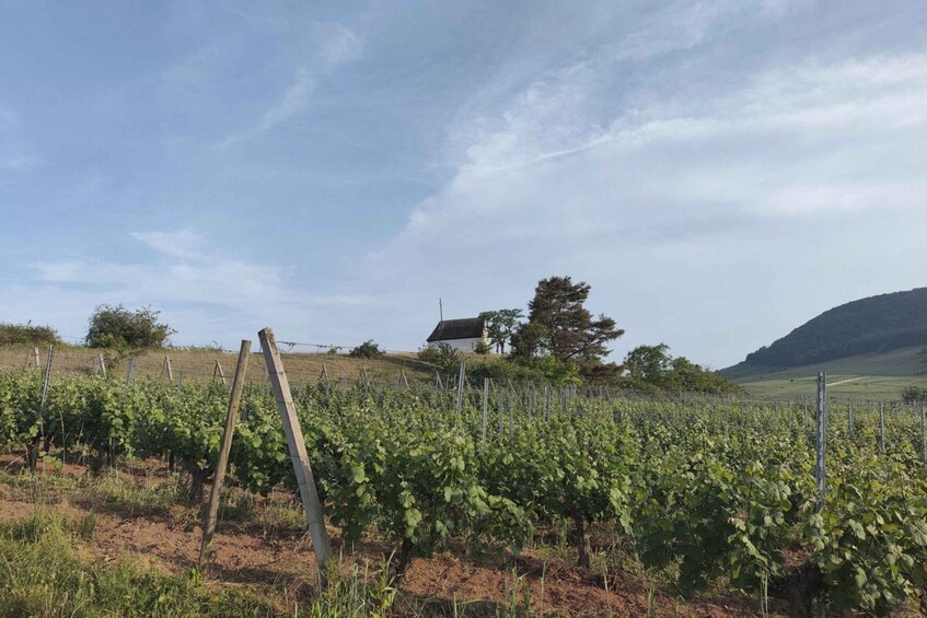 Picture 4 for Activity Discover the Alsace Vineyards around Colmar 4