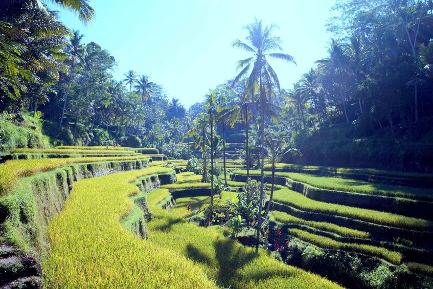 Terraced rice fields with palm trees and dense foliage. 4