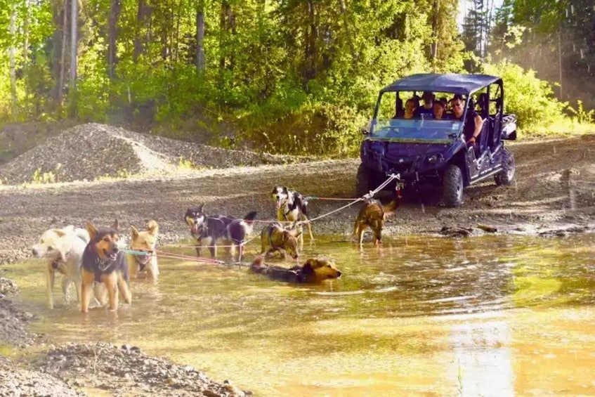 A group of dogs being led by a person in a jeep through a muddy water crossing. 2