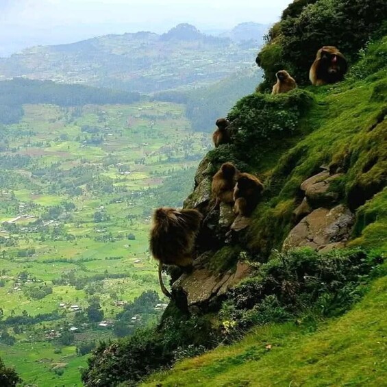 Addis Ababa: Simien Mountains 10-Day Trekking Tour 1