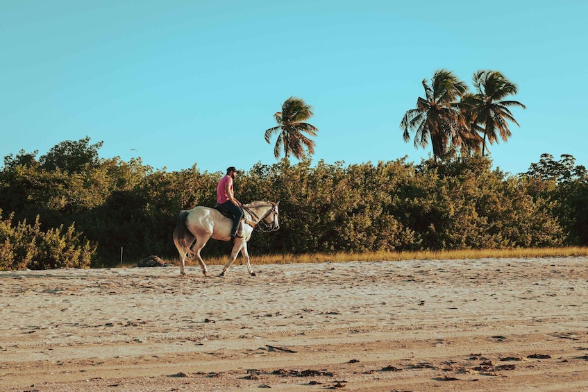 A person riding a horse on a sandy terrain with dense greenery and palm trees in the background. 4
