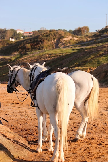 Two white horses with black bridles standing on a sandy beach with a hilly landscape in the background. 2
