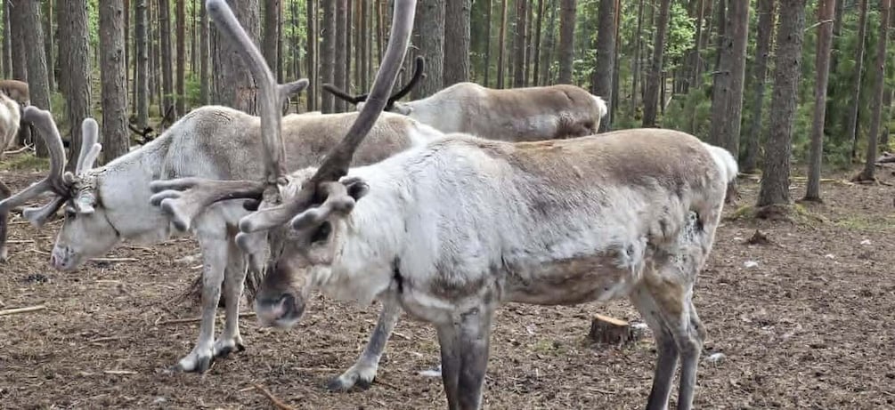 A group of reindeer in a forested area with tall trees. 1