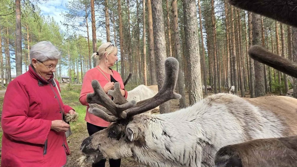 Two people interacting with a large elk in a forested area. 2