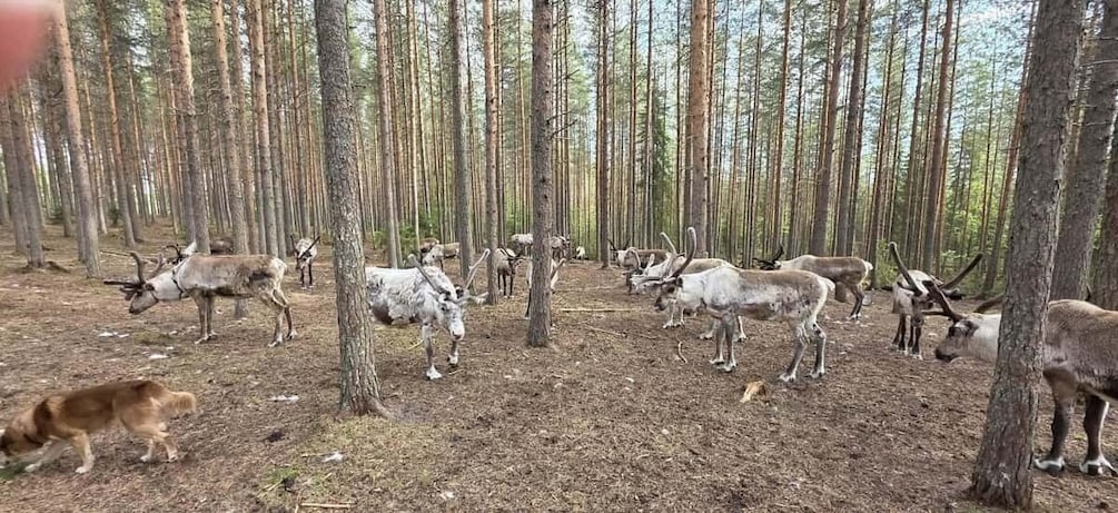 A forest with deer grazing and standing among the trees. 3
