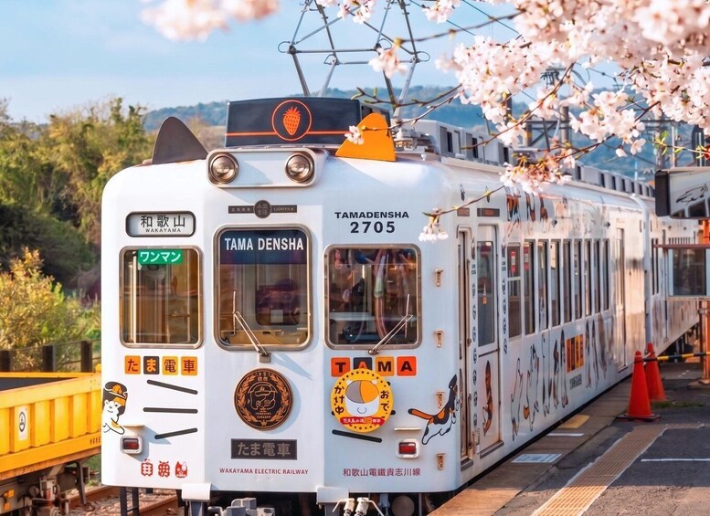A white electric train with 'TAMA DENSHA' and '2705' on the front, parked at a station with cherry blossoms in the background. 1