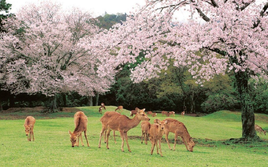 A group of deer grazing in a field with cherry blossom trees in the background. 3