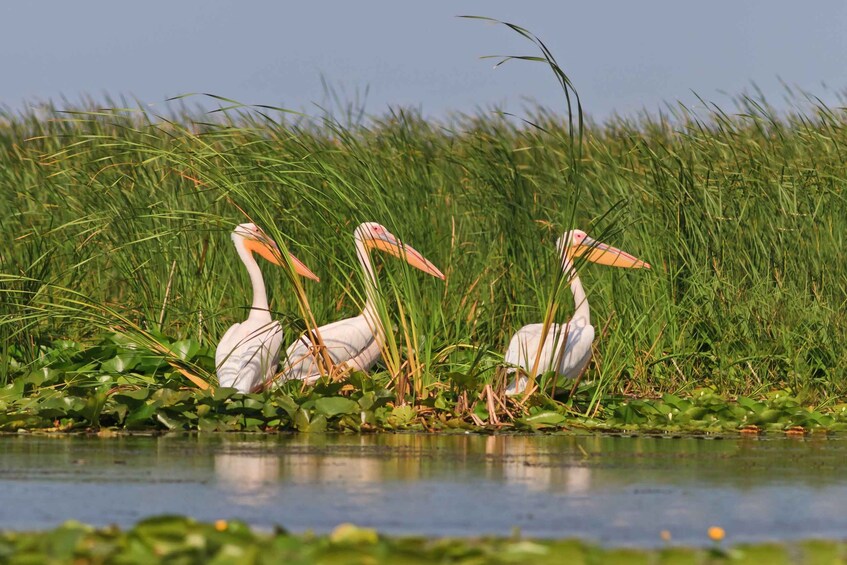Three white birds with long beaks in a marshy area with water and green vegetation. 4