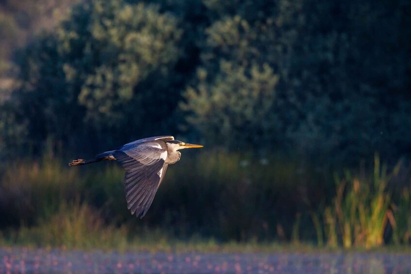 A bird in flight over a body of water with a forested background. 5