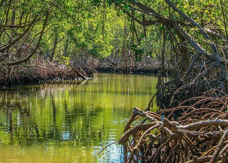 A mangrove forest with dense roots and green foliage reflecting on calm water. 5