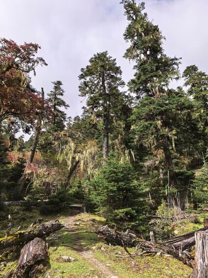 A forest with tall trees, moss-covered logs, and a grassy clearing. 3
