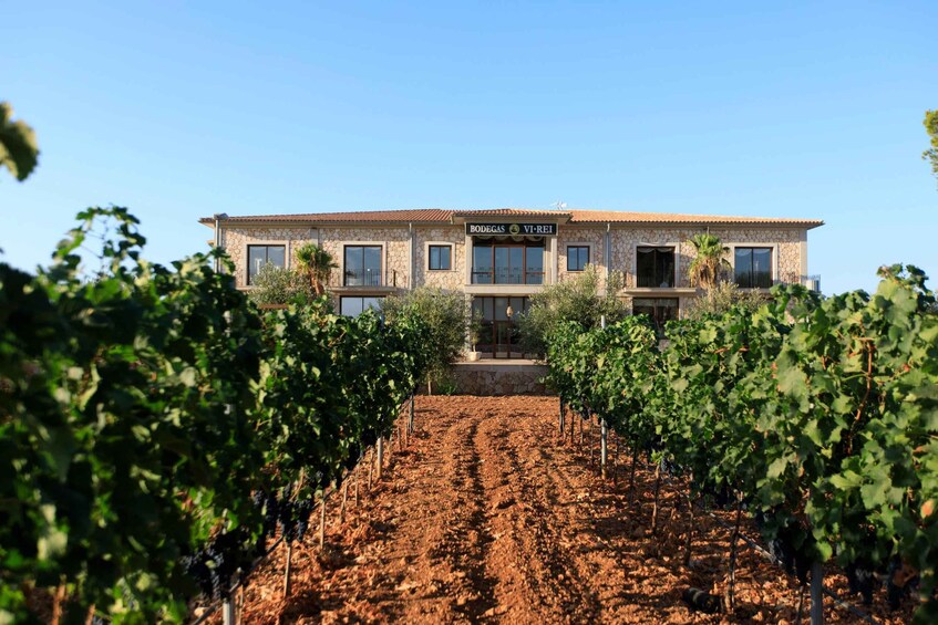 A vineyard with rows of grapevines and a building with 'BODEGAS VI-REI' signage. 4