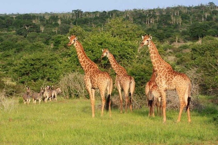 A group of giraffes and zebras in a grassy field with a forested hill in the background. 4