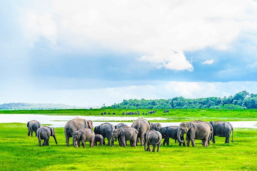 A herd of elephants in a grassy field with a cloudy sky. 1