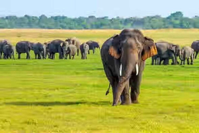 A herd of elephants in a grassy field. 5