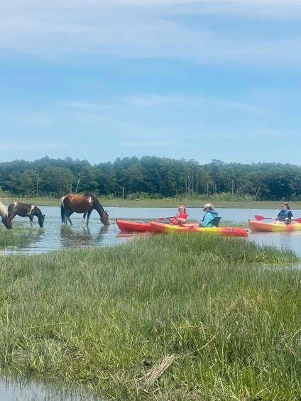 People kayaking on a calm river, horses grazing nearby, and a dense forest in the background. 2