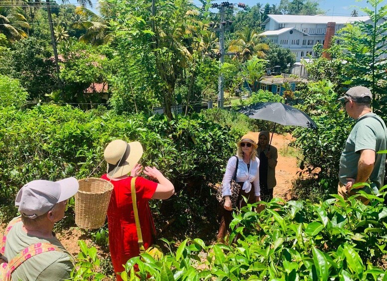 A group of people in a lush, green tea plantation with a building in the background. 3