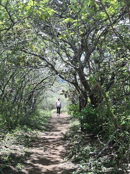 A person walking on a dirt path surrounded by dense green foliage. 5