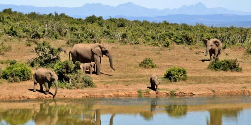 Elephants near a water body with a mountainous backdrop. 1