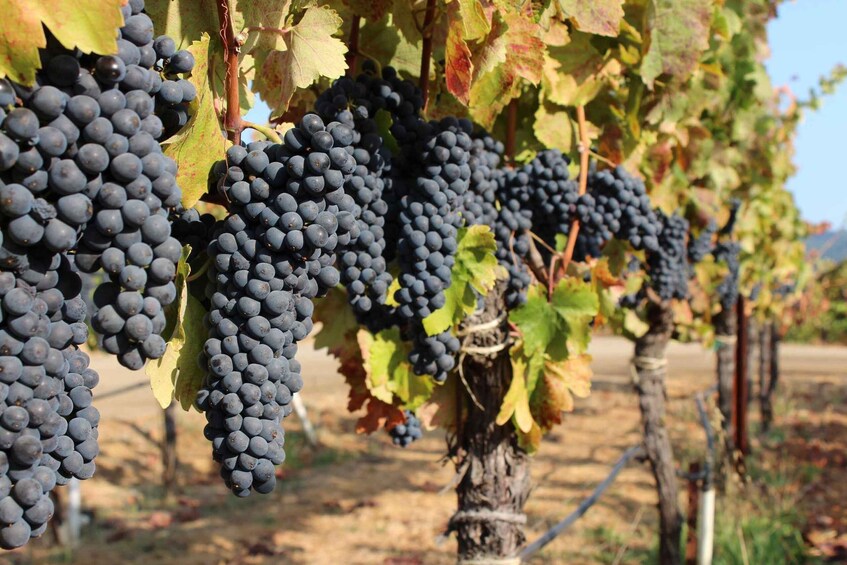 A vineyard with clusters of dark grapes hanging from the vines. 2