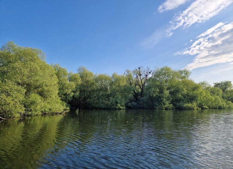 A calm river with dense green foliage on both sides and a clear blue sky. 3
