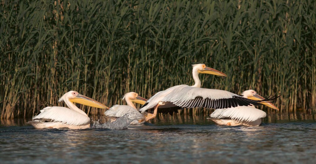 Pelicans wading in shallow water with reeds in the background. 2