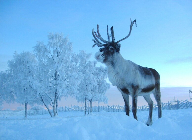 A reindeer standing in a snowy landscape with trees and a fence in the background. 4