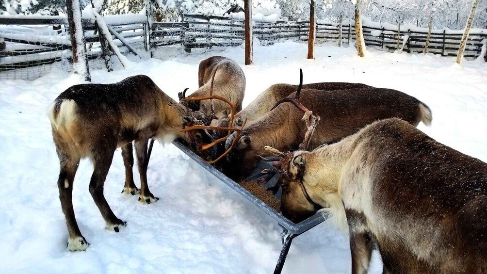 A group of reindeer feeding from a trough in a snowy enclosure. 5