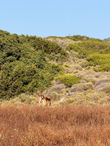 A deer grazing in a field with a backdrop of green shrubs and a clear blue sky. 3