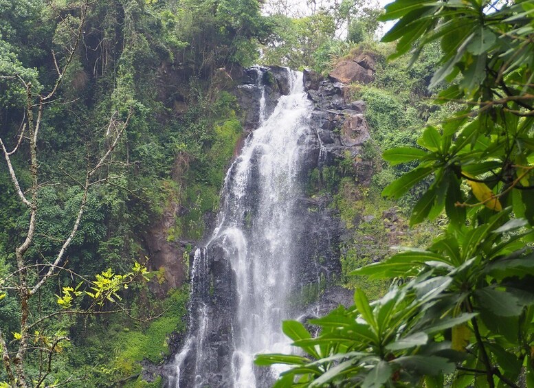 A waterfall surrounded by dense forest. 4