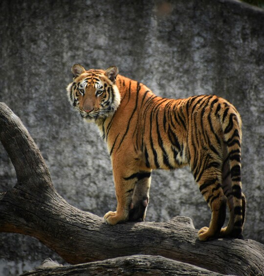A tiger standing on a log. 4