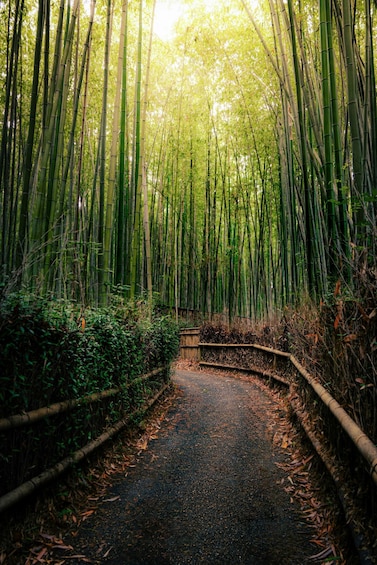 A pathway through a bamboo forest with a wooden bridge. 2