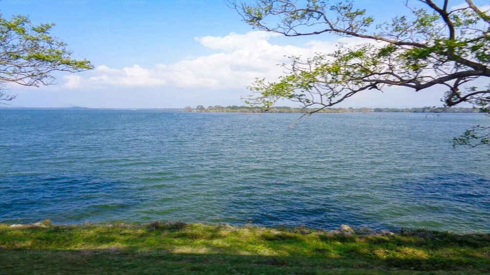 Un lago tranquilo con una orilla cubierta de hierba y árboles en primer plano. 4