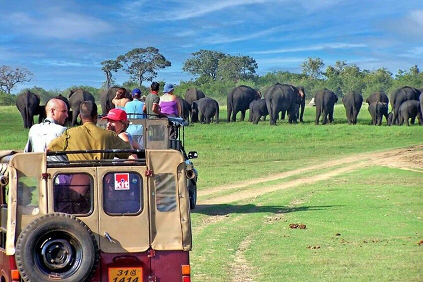 Un vehículo safari con personas observando elefantes en un campo de hierba. 3
