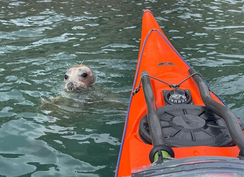 Picture 1 for Activity South Devon: Full day sea kayak trip 3
