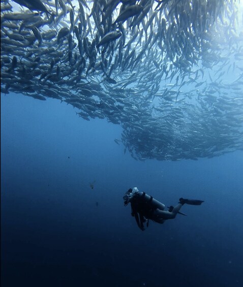 A diver surrounded by a school of fish in clear blue water. 4