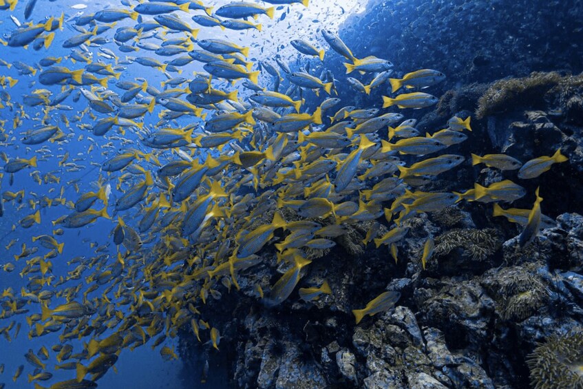 A school of yellow and blue fish swimming near a rocky underwater landscape. 5