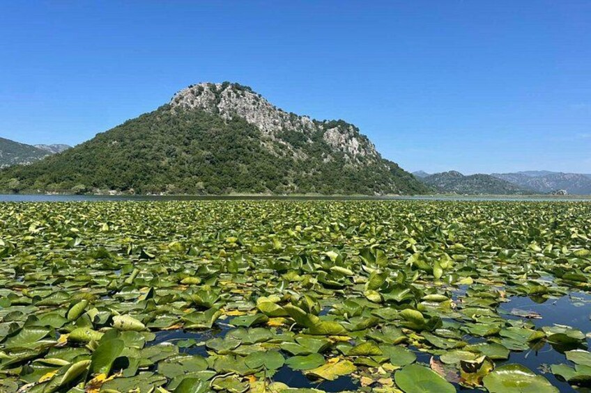 A lake with lily pads and a mountain in the background. 5