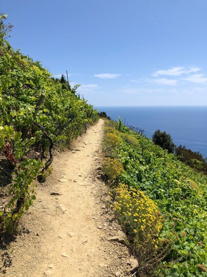 A dirt path through a vineyard with the ocean in the background. 4